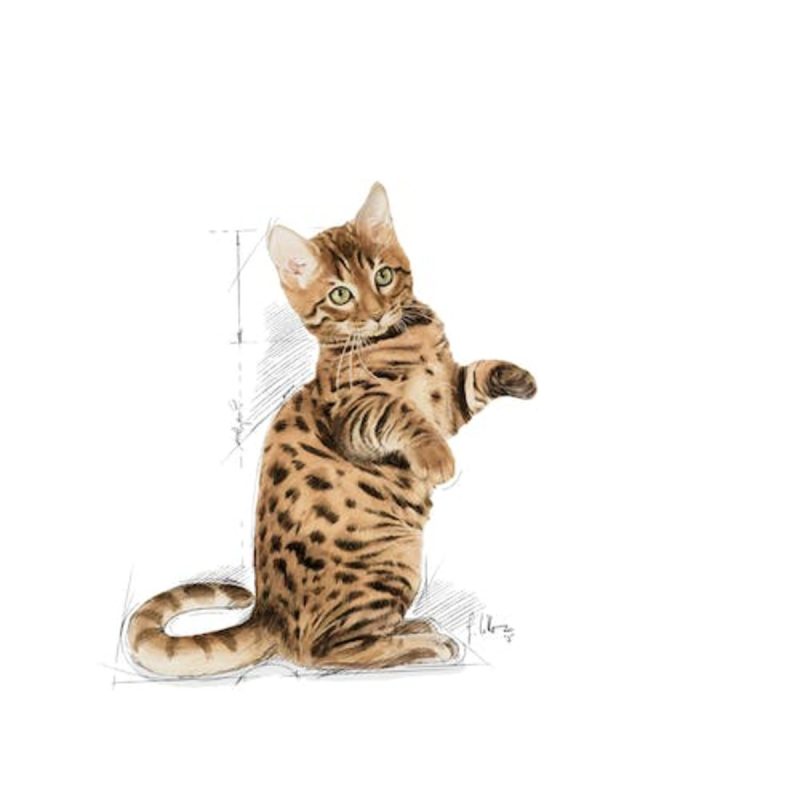 12x85 g de Royal Canin Sterilised Jelly - Imagen 3