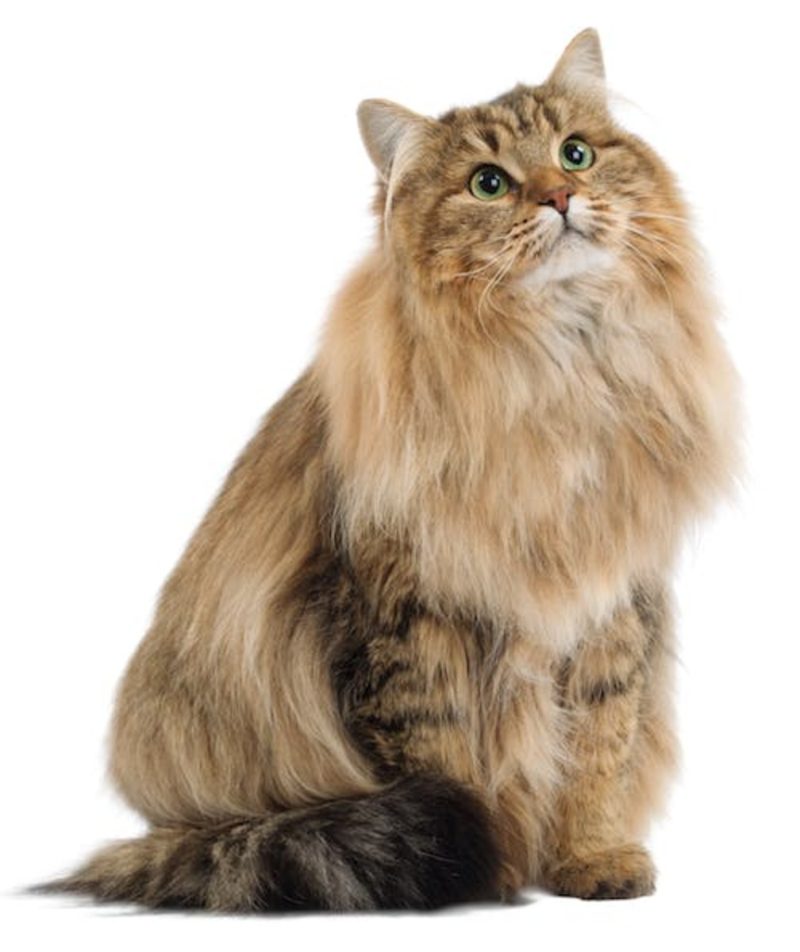 12x85 g Royal Canin Sterilised Gravy - Imagen 3