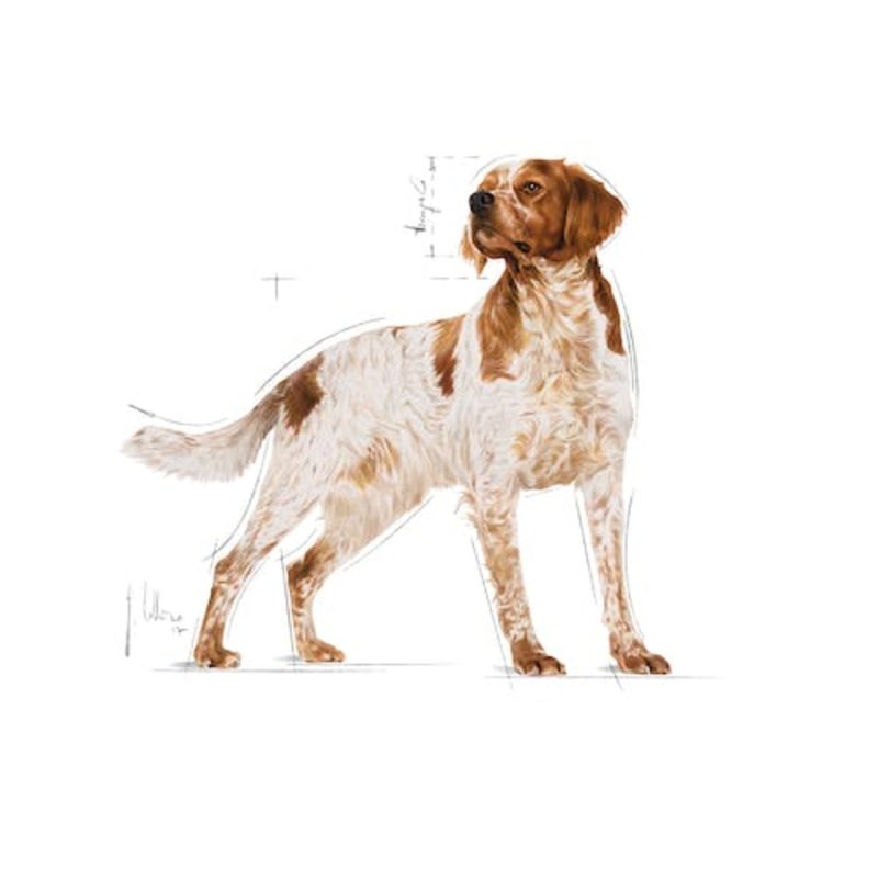 15 Kg Royal Canin Medium Adult pienso para perros - Imagen 3