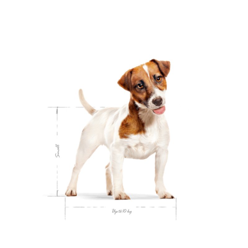 2 Kg Royal Canin Mini Adult - Imagen 3