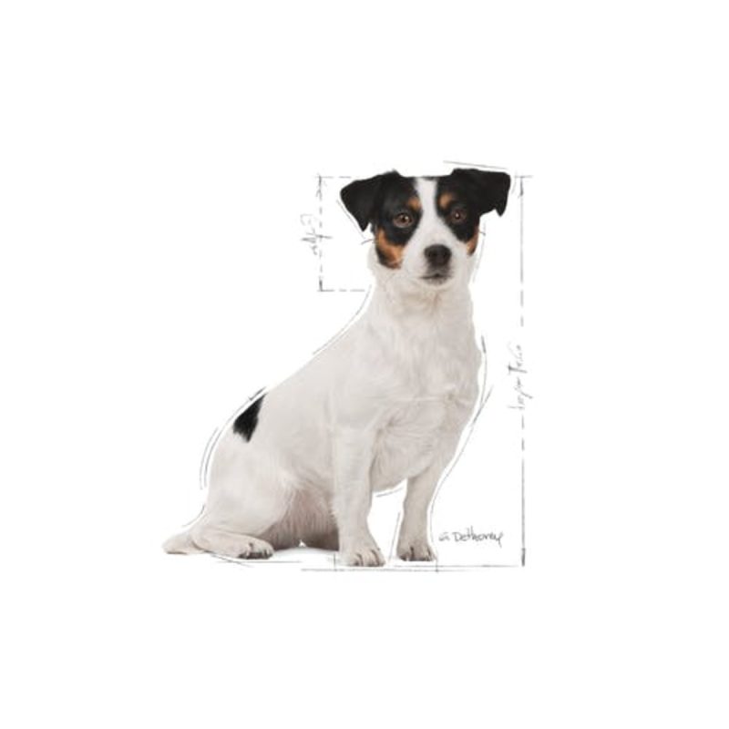 2 Kg Royal Canin Mini Adult 8+ - Imagen 3