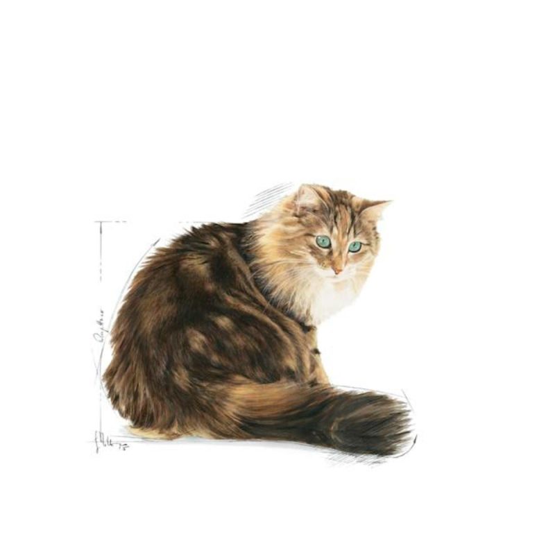 Royal Canin Ageing +12, 4 kg - Imagen 2