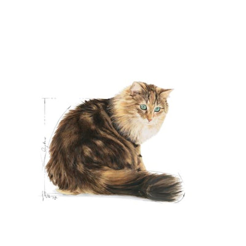 Royal Canin Ageing +12 Gravy, 85 Gr - Imagen 3
