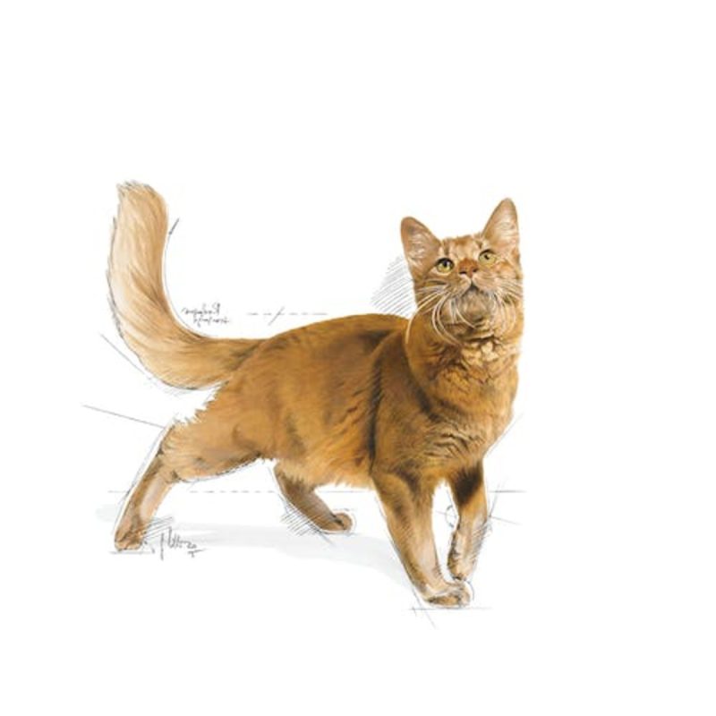 Royal Canin Fit 32, 2 kg - Imagen 5