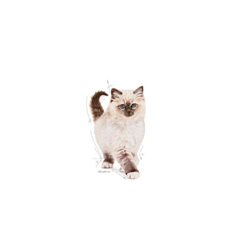 Royal Canin Kitten, 10 kg - Imagen 3