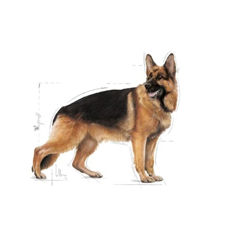 Royal Canin Maxi Adult ,10 kg - Imagen 3