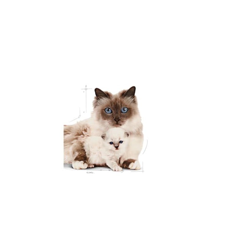 Royal Canin Mother & BabyCat, 4 kg - Imagen 3