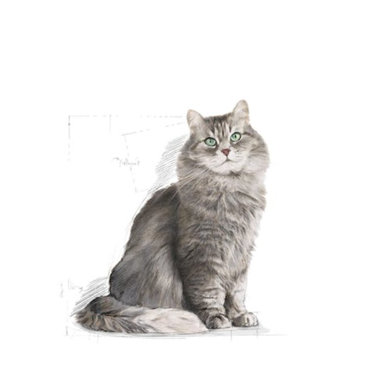 Royal Canin Sensible, 10 kg - Imagen 3