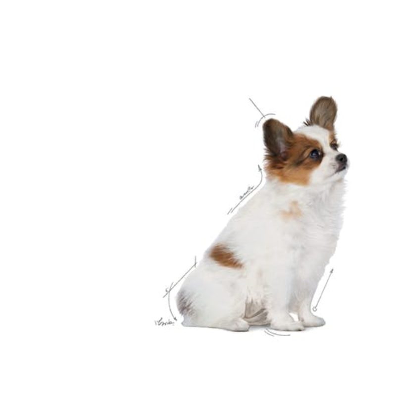 Royal Canin X-Small Puppy, 3kg - Imagen 3