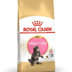 royal-canin-kitten-maine-coon-saco-10-kg.jpg